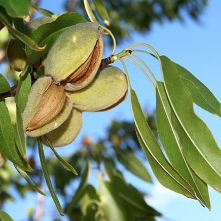 Natural active Almond